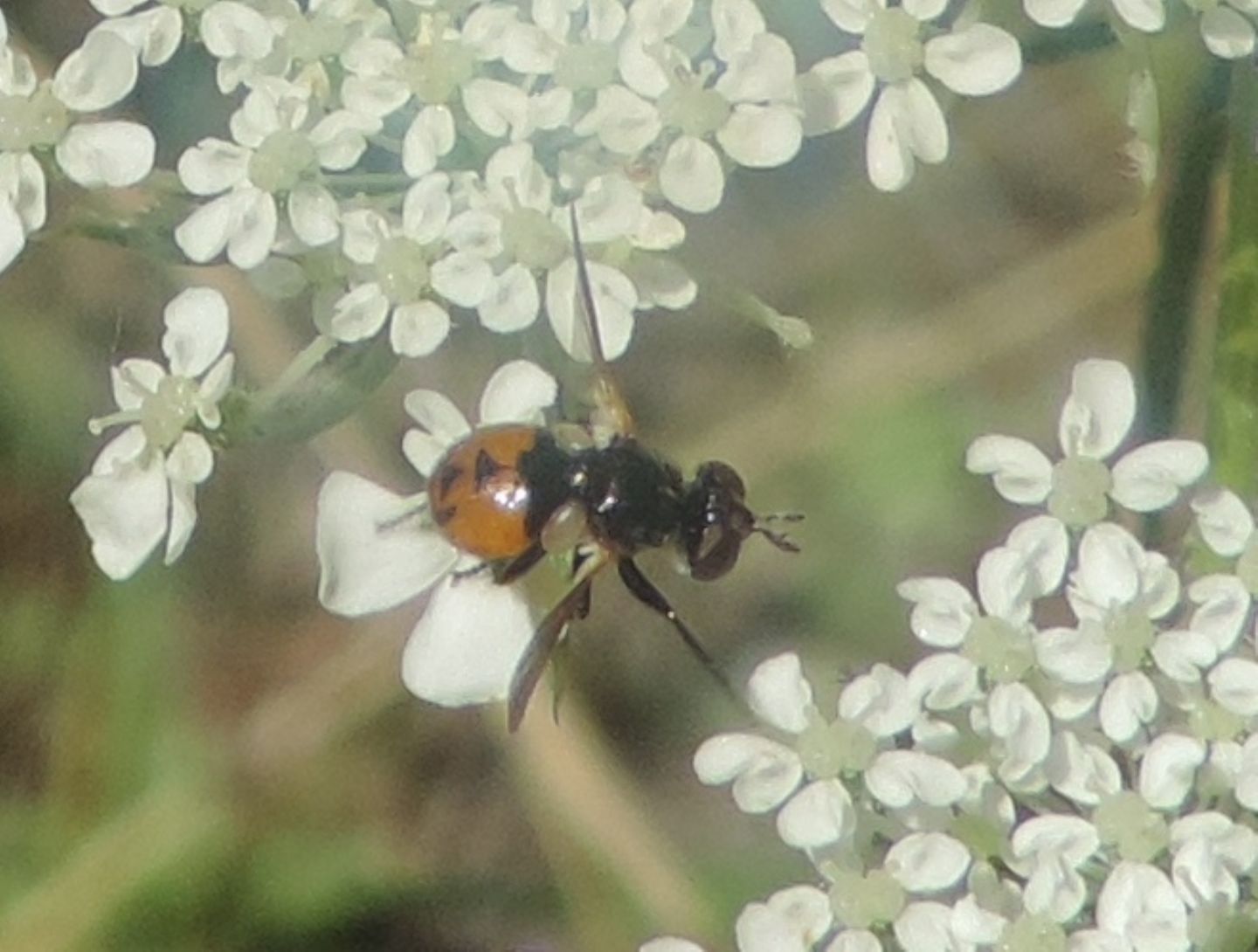 Tachinidae: Gymnosoma sp.